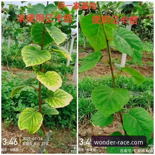 奇异果体育如何注册常见问题 奇异果体育注册遇到问题?这些常见疑问和解决方案你了解吗?