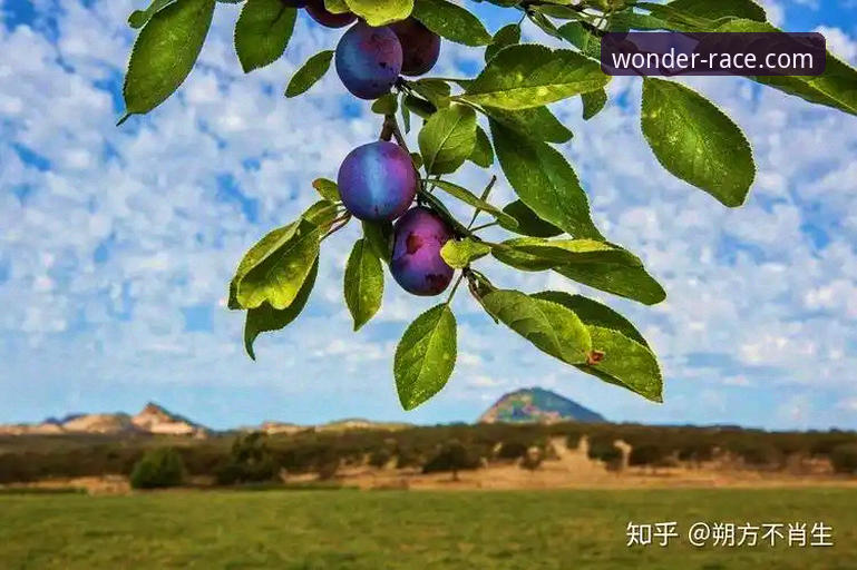 奇异果体育使用教程 奇异果体育使用教程深度分析:从注册到实战的全维度操作指南