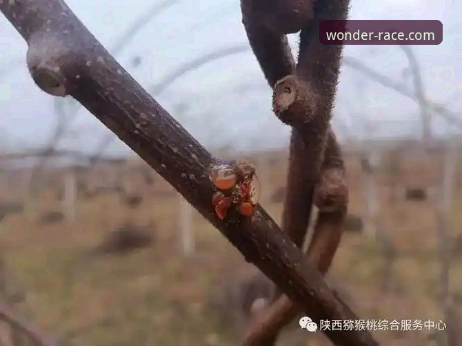 奇异果体育是否正规常见问题最新解答：2025年竞彩数据平台创新升级动态解析